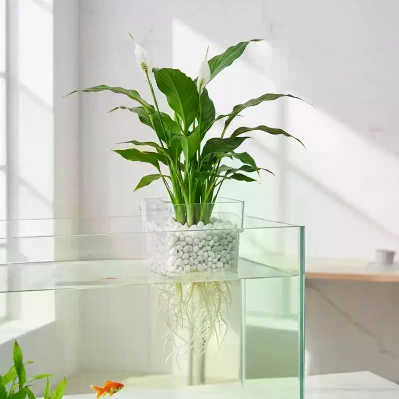 ถ้วยปลูกพืชน้ำสำหรับตู้ปลา 2 5 - Aquarium Plant Roots บทวิจารณ์และราคา