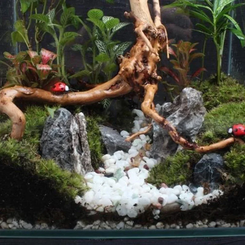 ต้นไม้ธรรมชาติลำต้นไม้ดริฟท์วู - Aquarium Planted Wood บทวิจารณ์และราคา