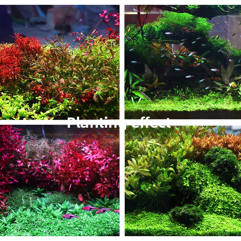 SYSENCIAGA ปลูก Aquarium พื้นผ - Aquarium Planted Sand บทวิจารณ์และราคา