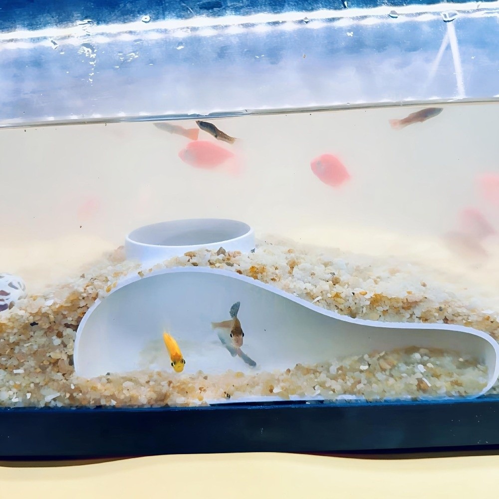 อุโมงค์ปลา 3 มิติ แบบพิมพ์ 3 ม - Aquarium Planted Seeds บทวิจารณ์และราคา
