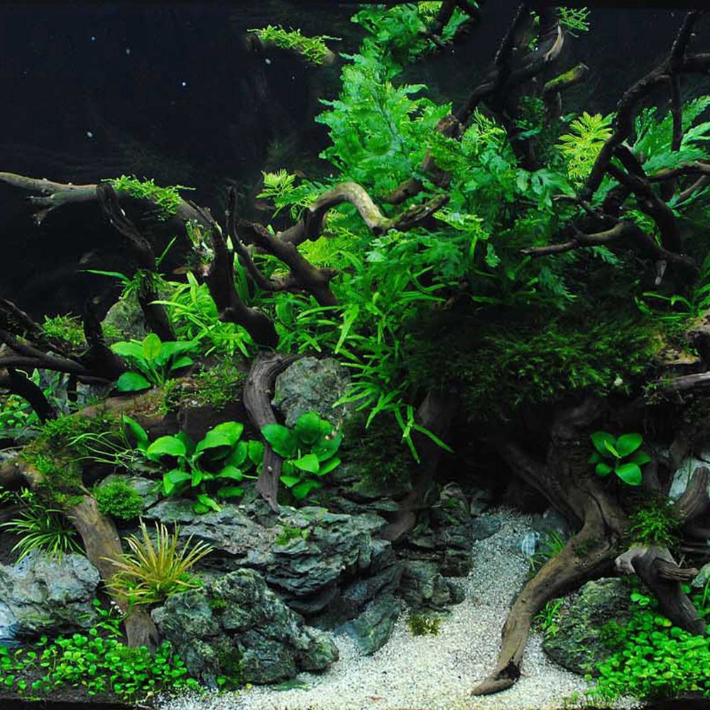 ไม้ตกแต่งตู้ปลา N1N สำหรับจัดส - Aquarium Planted Wood บทวิจารณ์และราคา