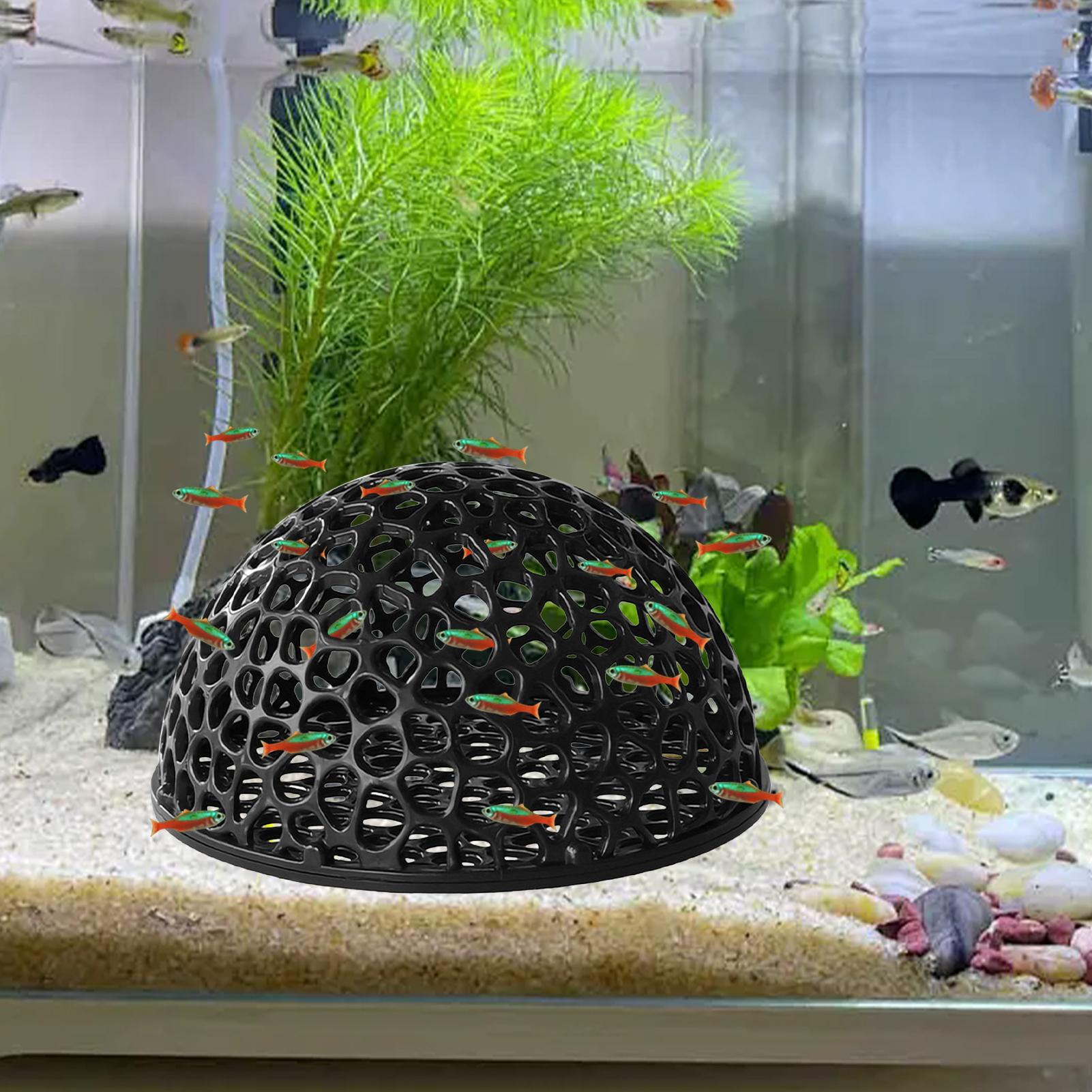 ถ้ำเพาะพันธุ์กุ้ง ตู้ปลา ที่ซ่ - Aquarium Planted Seeds บทวิจารณ์และราคา