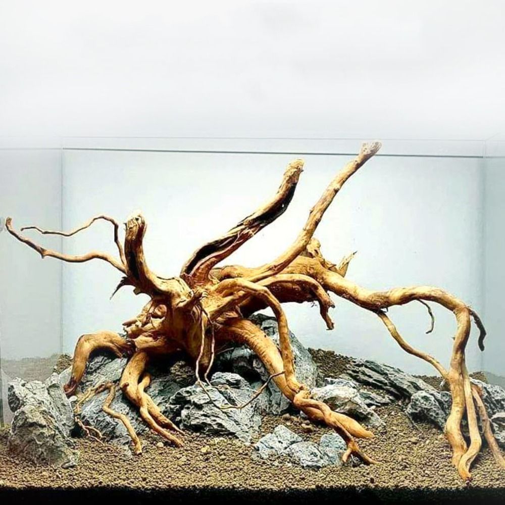 ลำต้นของต้นไม้ธรรมชาติตกแต่งงา - Aquarium Planted Wood บทวิจารณ์และราคา