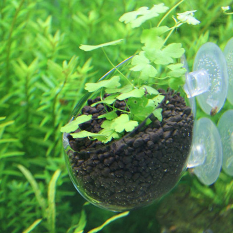 ถ้วยแก้วทรงกระบอกสำหรับกระถางต - Aquarium Planted Seeds บทวิจารณ์และราคา