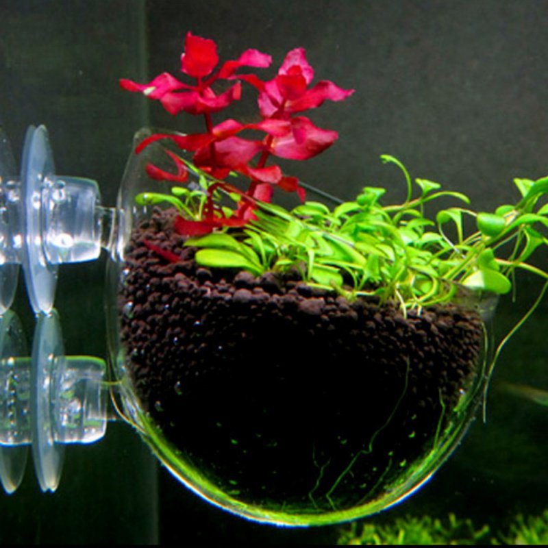 ถ้วยแก้วทรงกระบอกสำหรับกระถางต - Aquarium Planted Seeds บทวิจารณ์และราคา