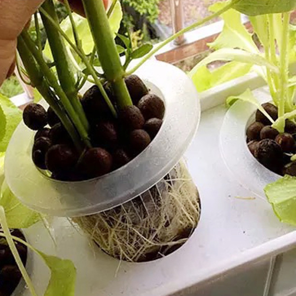 ถาดเพาะเมล็ดแบบไม่ใช้ดินสำหรับ - Aquarium Planted Seeds บทวิจารณ์และราคา