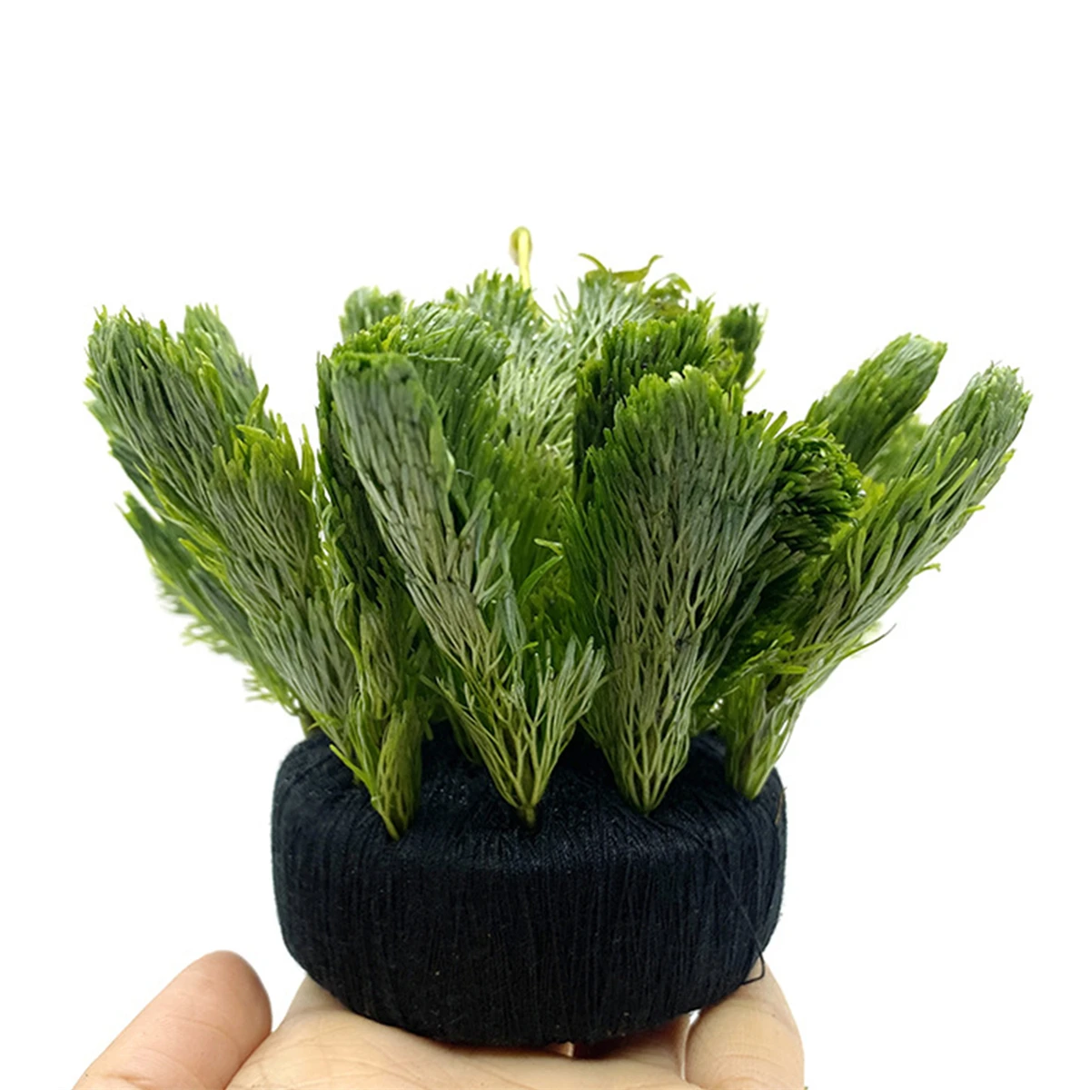 5 ชิ้นสีดําถังปลาน้ําหญ้าปลูกก - Aquarium Plant Roots บทวิจารณ์และราคา
